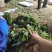 红颜草莓苗脱毒草莓苗冷藏箱发货成活率高穴盘基质土草莓