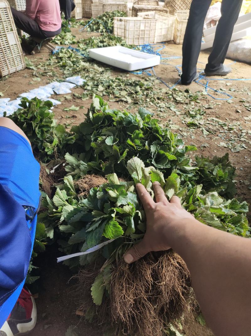 红颜草莓苗脱毒草莓苗冷藏箱发货成活率高穴盘基质土草莓