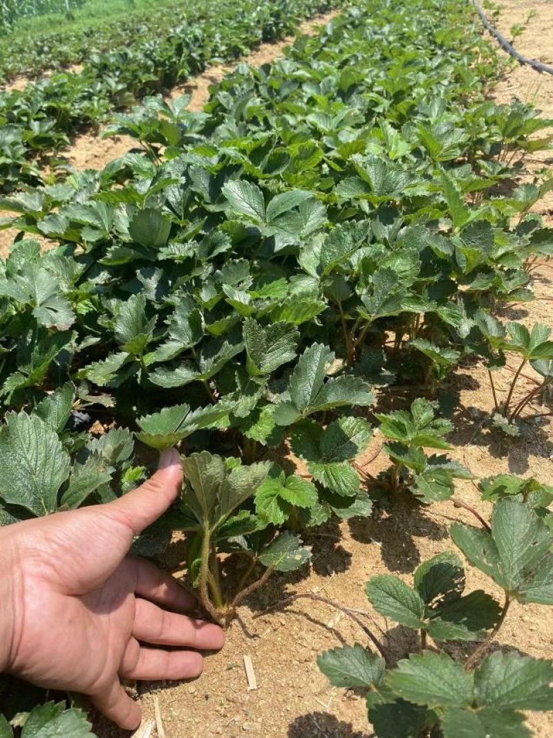 红颜草莓苗脱毒草莓苗冷藏箱发货成活率高穴盘基质土草莓