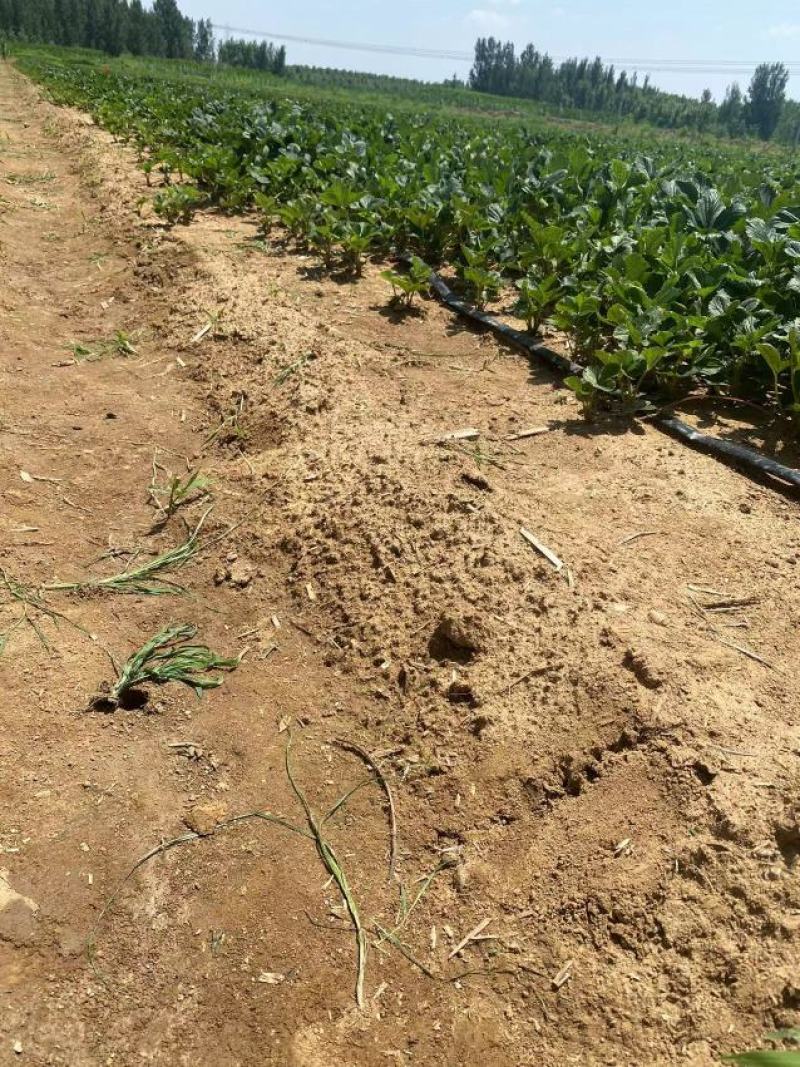 红颜草莓苗脱毒草莓苗冷藏箱发货成活率高穴盘基质土草莓
