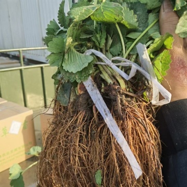 四季草莓苗蒙特瑞草莓苗基地里培育夏季草莓苗
