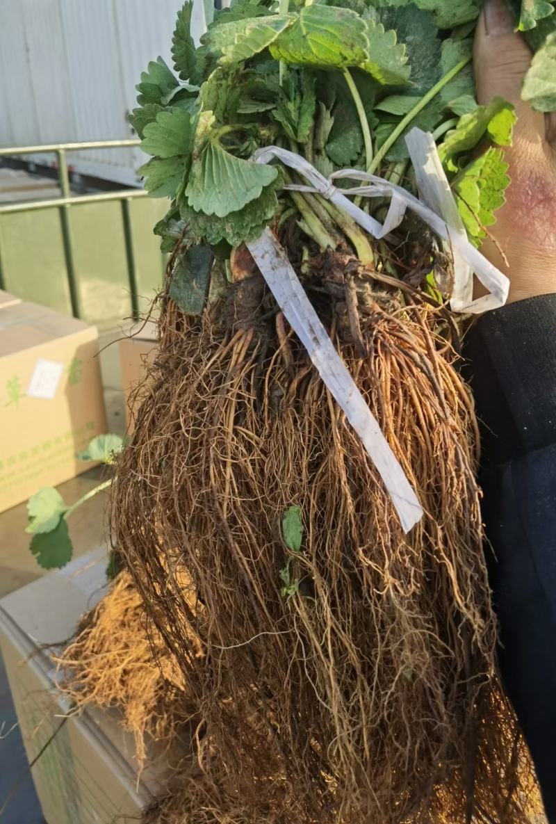四季草莓苗蒙特瑞草莓苗基地里培育夏季草莓苗