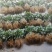 四季草莓苗蒙特瑞草莓苗基地里培育夏季草莓苗