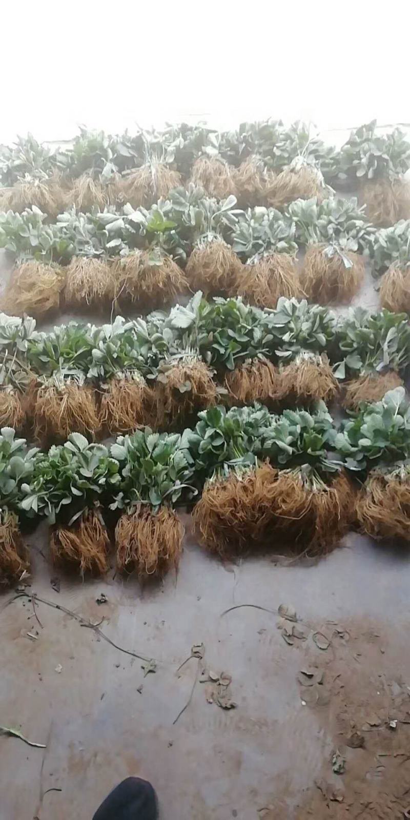 四季草莓苗蒙特瑞草莓苗基地里培育夏季草莓苗