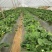 四季草莓苗蒙特瑞草莓苗基地里培育夏季草莓苗