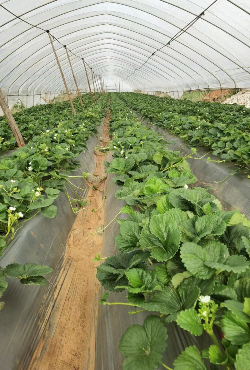 四季草莓苗蒙特瑞草莓苗基地里培育夏季草莓苗