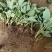 四季草莓苗蒙特瑞草莓苗基地里培育夏季草莓苗