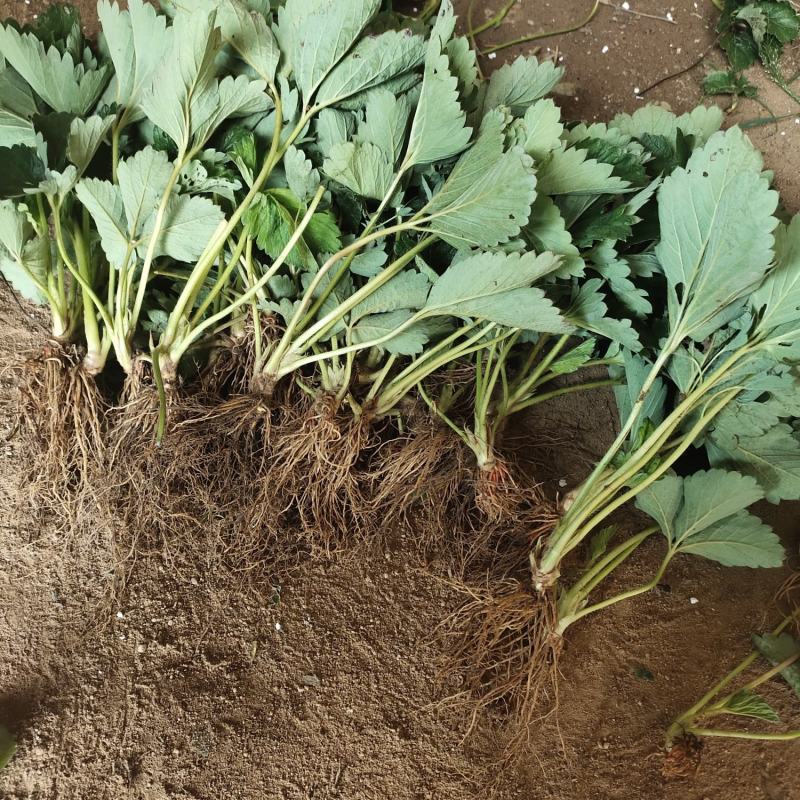 四季草莓苗蒙特瑞草莓苗基地里培育夏季草莓苗