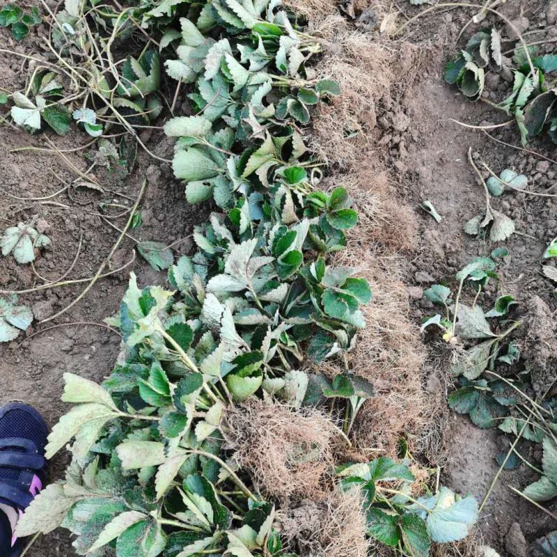 四季草莓苗蒙特瑞草莓苗基地里培育夏季草莓苗
