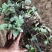 四季草莓苗蒙特瑞草莓苗基地里培育夏季草莓苗