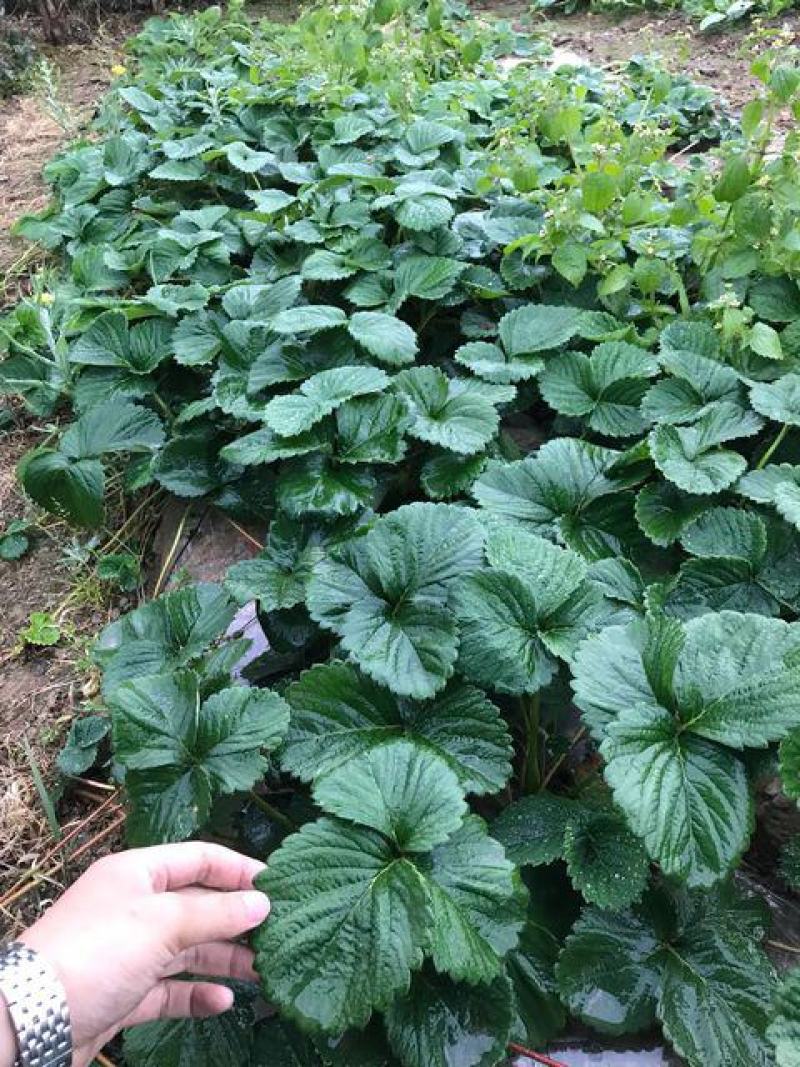 四季草莓苗蒙特瑞草莓苗基地里培育夏季草莓苗