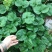 四季草莓苗蒙特瑞草莓苗基地里培育夏季草莓苗