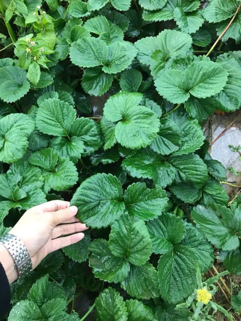 四季草莓苗蒙特瑞草莓苗基地里培育夏季草莓苗