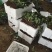 四季草莓苗蒙特瑞草莓苗基地里培育夏季草莓苗