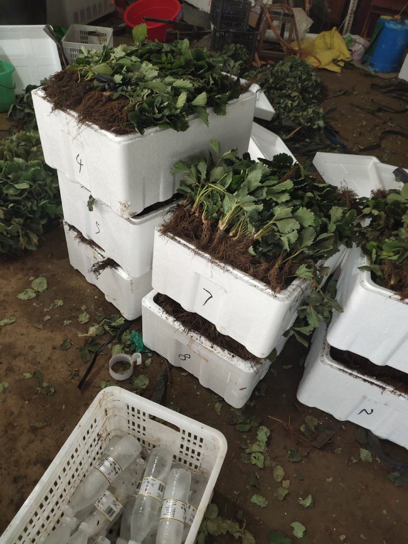 四季草莓苗蒙特瑞草莓苗基地里培育夏季草莓苗