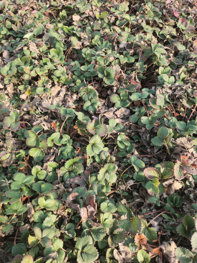四季草莓苗蒙特瑞草莓苗基地里培育夏季草莓苗