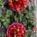 章姬草莓苗章姬奶油草莓苗保温箱加冰发货成活率高甜