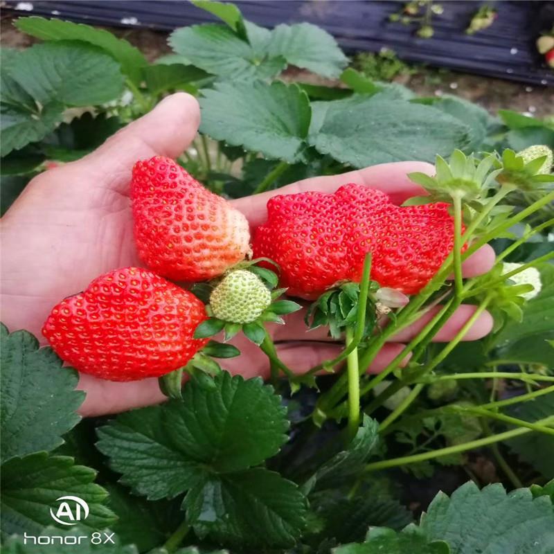 章姬草莓苗章姬奶油草莓苗保温箱加冰发货成活率高甜