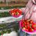 章姬草莓苗章姬奶油草莓苗保温箱加冰发货成活率高甜