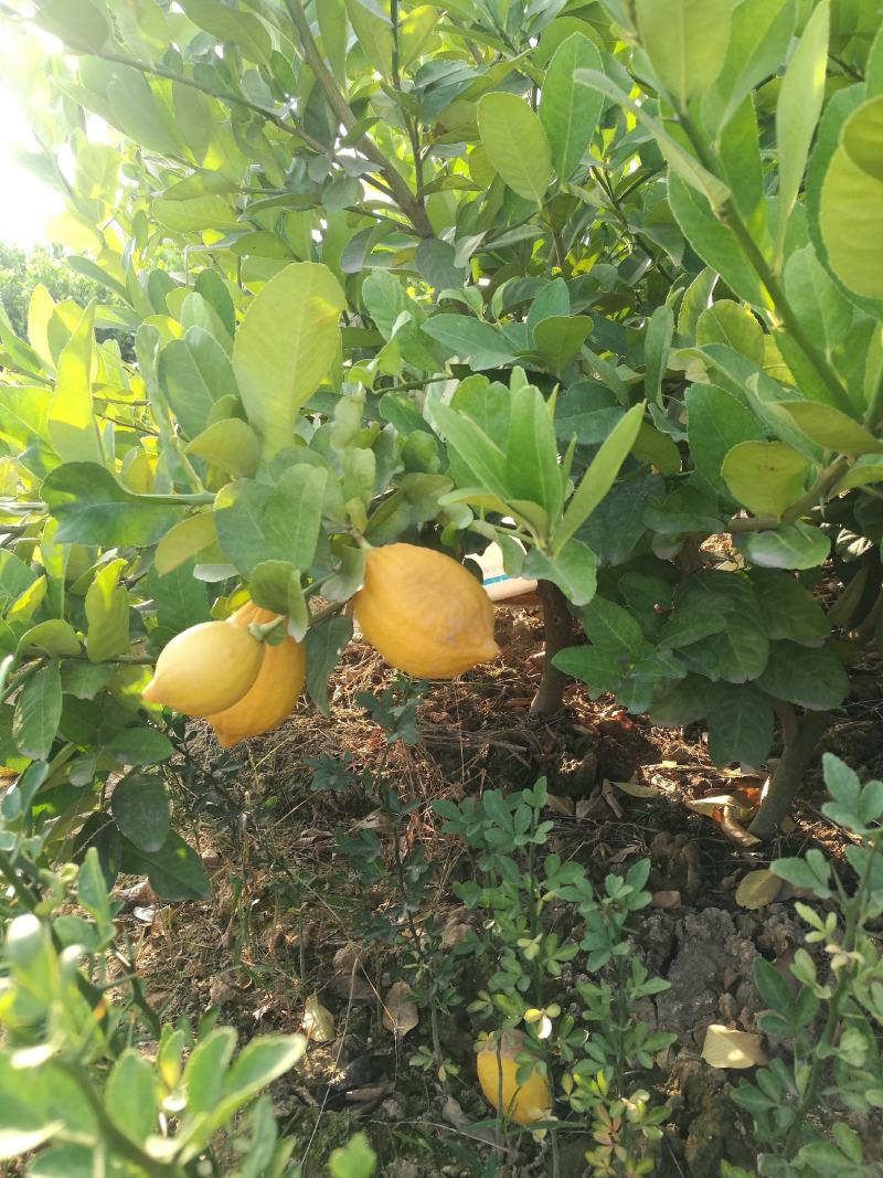 香水柠檬