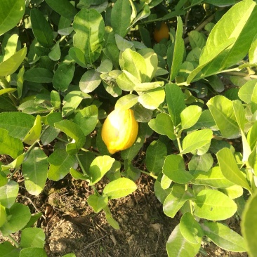香水柠檬