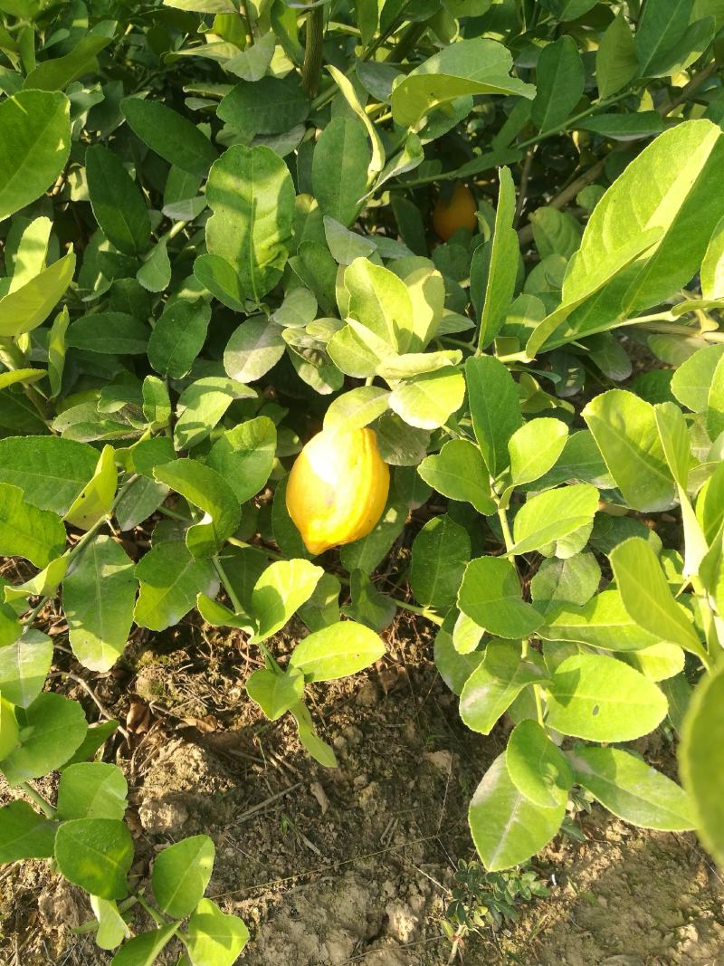 香水柠檬