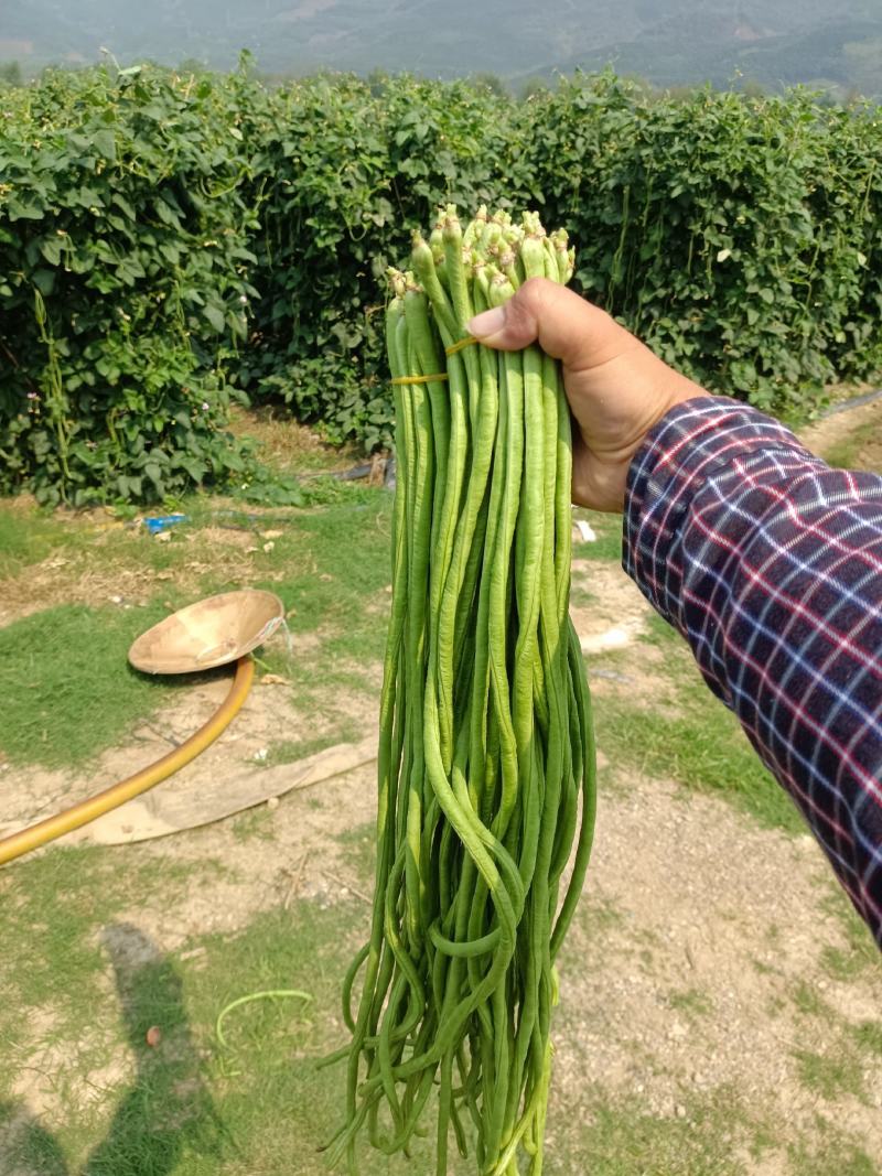 无筋豆