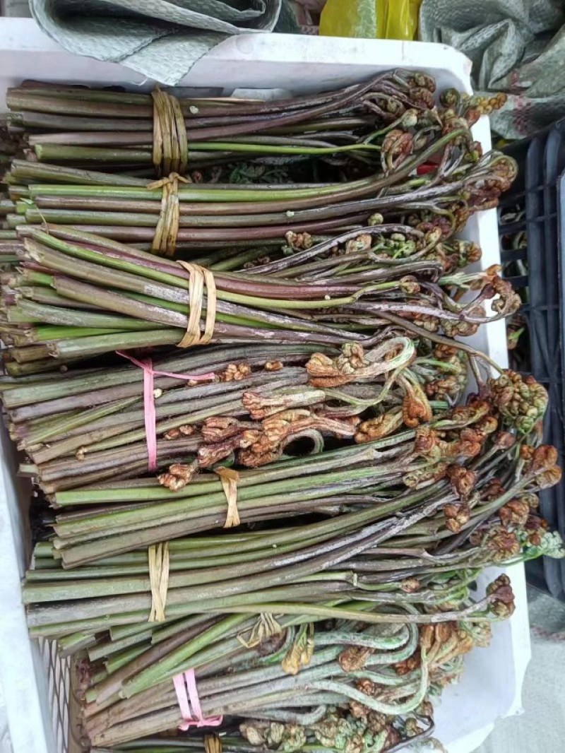 贵州蕨菜薇菜