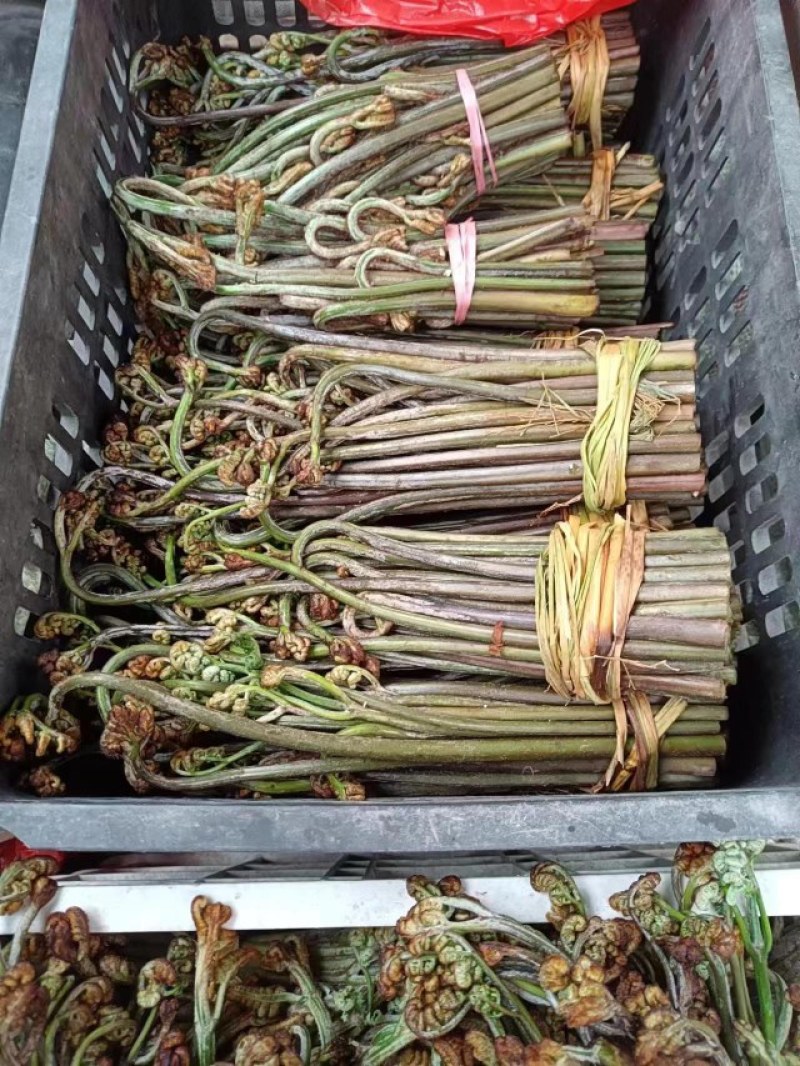 贵州蕨菜薇菜