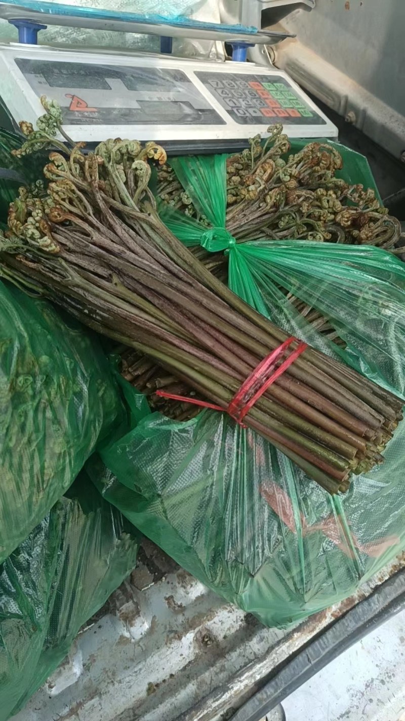 贵州蕨菜薇菜