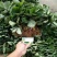 全明星草莓苗批发适合露地种植的品种果个硬耐运输