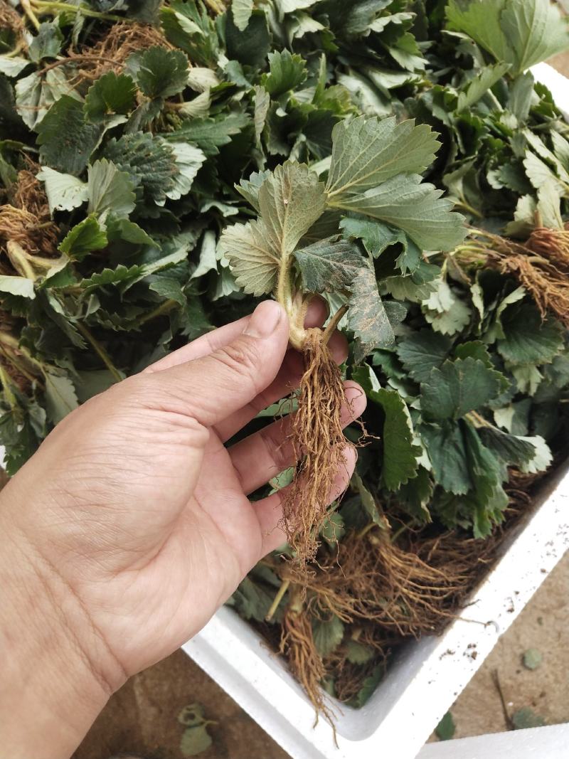 全明星草莓苗批发适合露地种植的品种果个硬耐运输