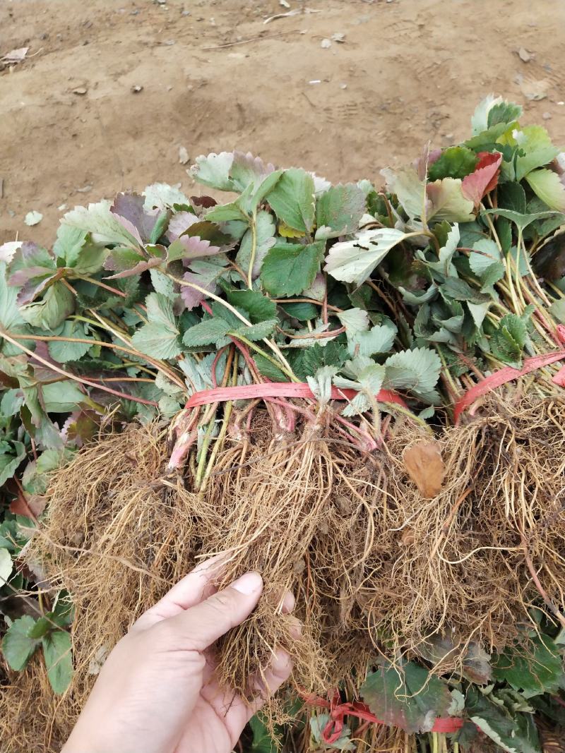 全明星草莓苗批发适合露地种植的品种果个硬耐运输