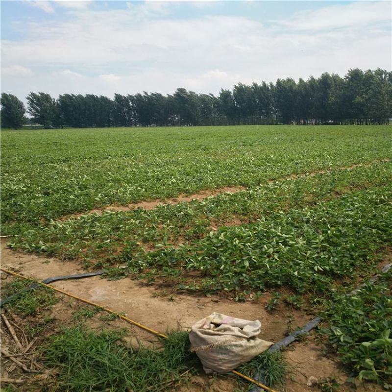 全明星草莓苗批发适合露地种植的品种果个硬耐运输