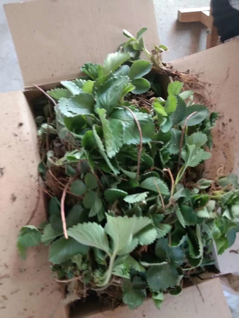 全明星草莓苗批发适合露地种植的品种果个硬耐运输