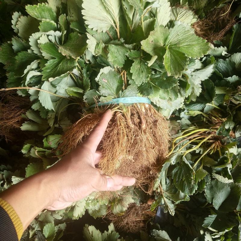全明星草莓苗批发适合露地种植的品种果个硬耐运输