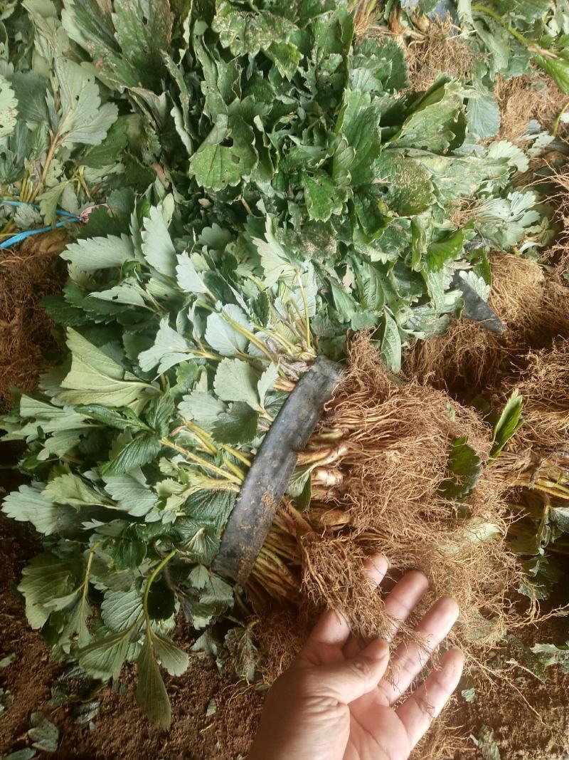 全明星草莓苗批发适合露地种植的品种果个硬耐运输