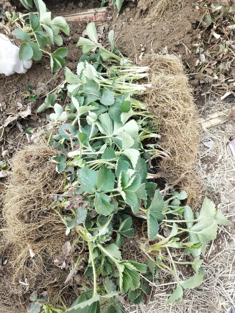 全明星草莓苗批发适合露地种植的品种果个硬耐运输
