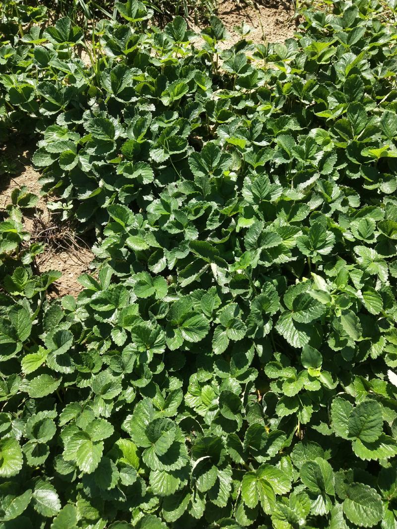 全明星草莓苗批发适合露地种植的品种果个硬耐运输