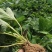 甜查理草莓苗甜查理草莓苗适合南方种植的品种耐运输