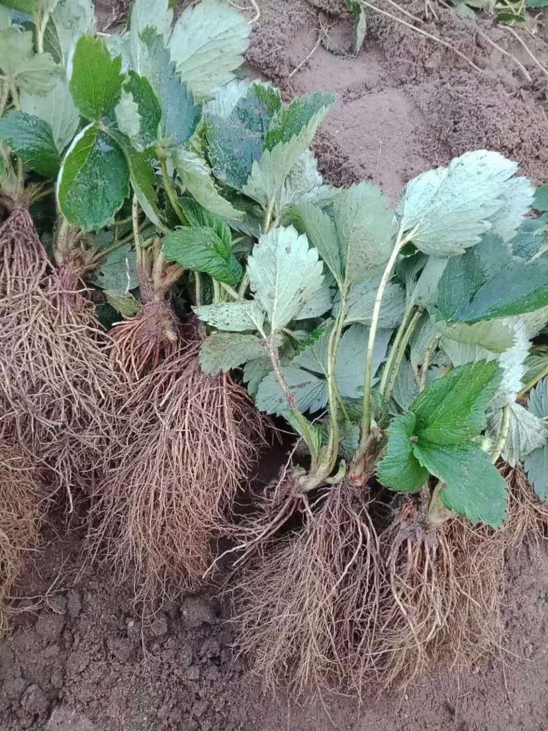 甜查理草莓苗甜查理草莓苗适合南方种植的品种耐运输