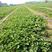 甜查理草莓苗甜查理草莓苗适合南方种植的品种耐运输
