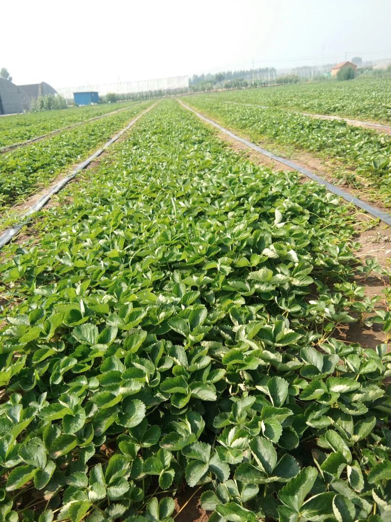 甜查理草莓苗甜查理草莓苗适合南方种植的品种耐运输