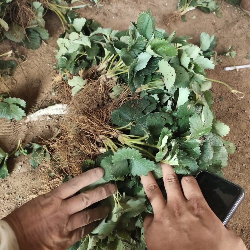 甜查理草莓苗甜查理草莓苗适合南方种植的品种耐运输