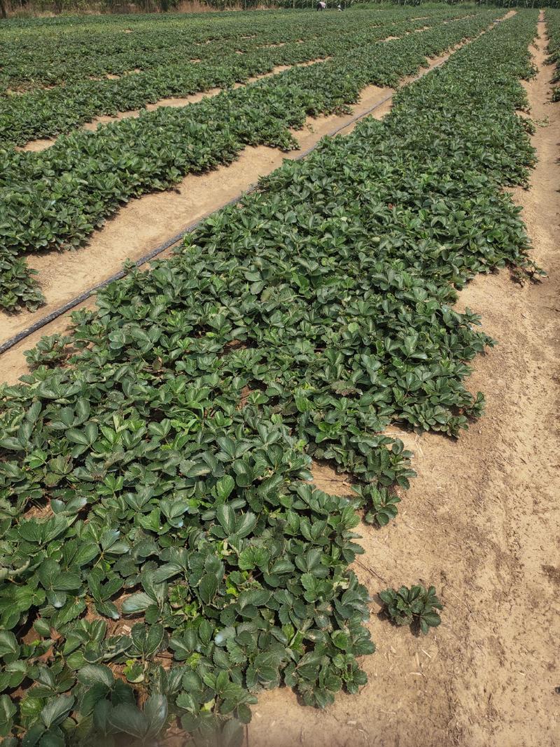 甜查理草莓苗甜查理草莓苗适合南方种植的品种耐运输