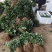 甜查理草莓苗甜查理草莓苗适合南方种植的品种耐运输