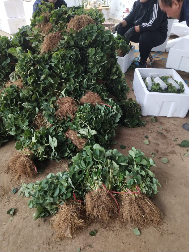甜查理草莓苗甜查理草莓苗适合南方种植的品种耐运输