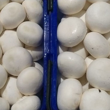 白蘑菇