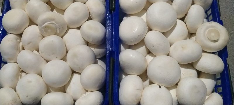 白蘑菇
