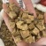 大黄丁马蹄黄野生大黄高含量新货无硫干货正品中药材